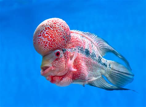 unique fish|13 Unique Fish Species & Weirdest Fish That Amaze You.